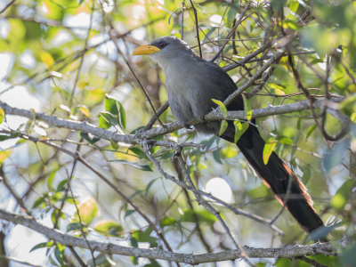 <i class='fa fa-user'></i> Paul van Giersbergen |   Groene Geelsnavelmalkoha  <i class='fa fa-eye'> 151</i>   <i class='fa fa-comment-o'> 1</i>