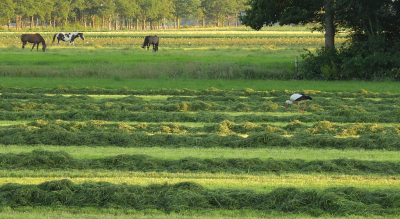 <i class='fa fa-user'></i> sieb |   Ooievaar  <i class='fa fa-eye'> 168</i>  <i class='fa fa-thumbs-up'> 11</i>   <i class='fa fa-comment-o'> 19</i>