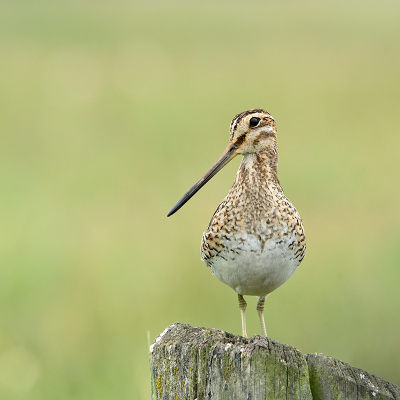 <i class='fa fa-user'></i> henkdikkers |   Watersnip  <i class='fa fa-eye'> 263</i>  <i class='fa fa-thumbs-up'> 17</i>   <i class='fa fa-comment-o'> 15</i>