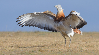 <i class='fa fa-user'></i> Luc Meert |   Grote Trap  <i class='fa fa-eye'> 411</i>  <i class='fa fa-thumbs-up'> 33</i>   <i class='fa fa-comment-o'> 22</i>