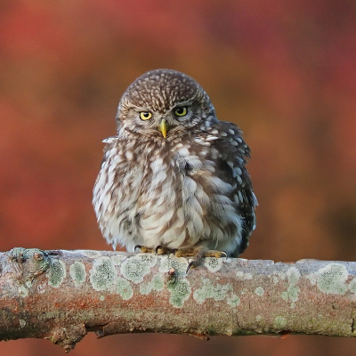 Op een regenachtige dag, zoals vandaag, wil ik wel eens terugkijken in mijn archief. Vorig jaar aardig wat foto's kunnen maken van de steenuilen. De felroodoranje achtergrondkleuren, veroorzaakt door de avondzon op een roodgetinte struik, overheersen deze wantrouwig kijkende uil. Maar gelukkig trekken de felgele ogen ook de aandacht.