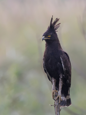 <i class='fa fa-user'></i> Paul van Giersbergen |   Afrikaanse Zwarte Kuifarend  <i class='fa fa-eye'> 242</i>  <i class='fa fa-thumbs-up'> 16</i>   <i class='fa fa-comment-o'> 8</i>