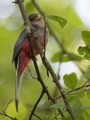 <i class='fa fa-user'></i> Paul van Giersbergen |   Narinatrogon  <i class='fa fa-eye'> 158</i>   <i class='fa fa-comment-o'> 3</i>