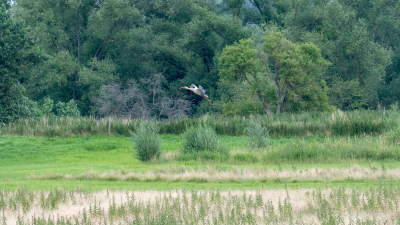 <i class='fa fa-user'></i> Freddy69 |   Ooievaar  <i class='fa fa-eye'> 102</i>  <i class='fa fa-thumbs-up'> 1</i>   <i class='fa fa-comment-o'> 17</i>