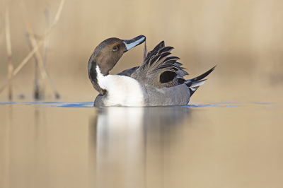 <i class='fa fa-user'></i> Luc Meert |   Pijlstaart  <i class='fa fa-eye'> 362</i>  <i class='fa fa-thumbs-up'> 28</i>   <i class='fa fa-comment-o'> 13</i>