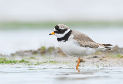 Die dag in de breebaart hebben we vooral genoten van de kleine pleviertjes. We hadden het geluk dat ze stuk voor stuk uit het ei kropen, hoewel daar uren overheen gingen. Geen nood ,wij hadden plenty tijd. Het was ook leuk om mee te maken hoe de ouders iedereen op afstand hielden, als het niet goedschiks ging dan maar kwaadschiks. Zelfs de grote krakeenden moesten haast maken. Ook deze Bontbek begeeft zich hier in de gevarenzone, al is hij zich daarvan nog niet bewust.  Gaf mij de gelegenheid  hem met een laag standpunt te fotograferen.

Willy