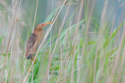 <i class='fa fa-user'></i> Hans Overduin |   Woudaap  <i class='fa fa-eye'> 415</i>  <i class='fa fa-thumbs-up'> 28</i>   <i class='fa fa-comment-o'> 18</i>