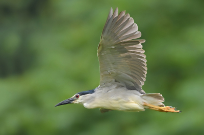 <i class='fa fa-user'></i> Johan G |   Kwak  <i class='fa fa-eye'> 280</i>  <i class='fa fa-thumbs-up'> 15</i>   <i class='fa fa-comment-o'> 9</i>