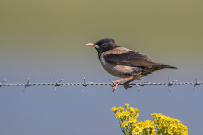 <i class='fa fa-user'></i> pjvantuil |   Roze Spreeuw  <i class='fa fa-eye'> 278</i>  <i class='fa fa-thumbs-up'> 17</i>   <i class='fa fa-comment-o'> 9</i>