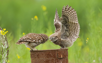 <i class='fa fa-user'></i> Leo Tukker |   Steenuil  <i class='fa fa-eye'> 377</i>  <i class='fa fa-thumbs-up'> 20</i>   <i class='fa fa-comment-o'> 8</i>