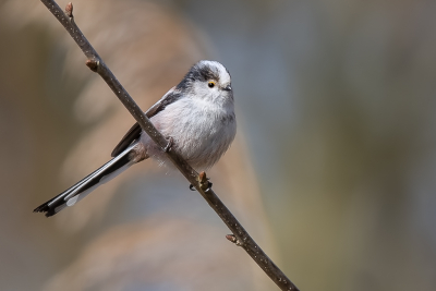 <i class='fa fa-user'></i> Katoo |   Staartmees  <i class='fa fa-eye'> 198</i>  <i class='fa fa-thumbs-up'> 4</i>   <i class='fa fa-comment-o'> 9</i>