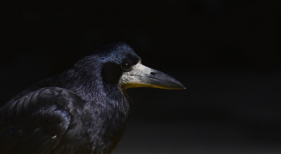 <i class='fa fa-user'></i> Gerard Visser |   Roek  <i class='fa fa-eye'> 392</i>  <i class='fa fa-thumbs-up'> 40</i>   <i class='fa fa-comment-o'> 25</i>