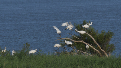 Honderden lepelaars verblijven nu in de Oostvaardersplassen, verspreid in enkele grote groepen op de (langzaam droogvallende) grote plas. Deze vogels kozen voor een grote struik en waren redelijk goed te benaderen. Het late middaglicht zorgde voor frisse kleuren.