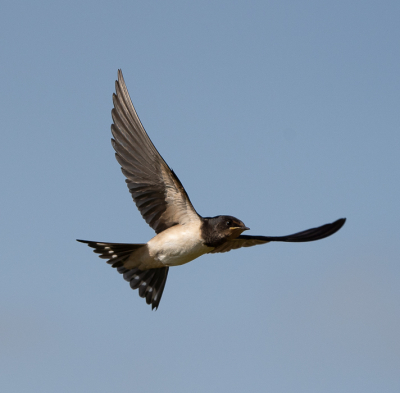 Ik heb de afgelopen week geprobeerd om boerenzwaluwen in vlucht te fotograferen. Pfff ... dat valt niet mee.  Wat zijn die beesten snel! Met deze foto ben ik wel content. Al blijft het voor mij lastig om ook de foto's scherp in BP-formaat te krijgen.