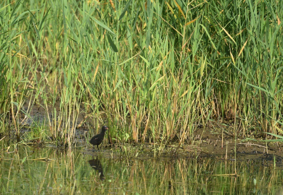 <i class='fa fa-user'></i> Gerard Visser |   Waterhoen  <i class='fa fa-eye'> 115</i>   <i class='fa fa-comment-o'> 19</i>