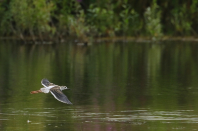 <i class='fa fa-user'></i> Rob Belterman |   Steltkluut  <i class='fa fa-eye'> 144</i>  <i class='fa fa-thumbs-up'> 7</i>   <i class='fa fa-comment-o'> 20</i>