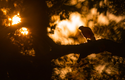 <i class='fa fa-user'></i> Hans Overduin |   Sperwer  <i class='fa fa-eye'> 337</i>  <i class='fa fa-thumbs-up'> 32</i>   <i class='fa fa-comment-o'> 15</i>