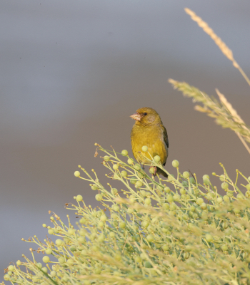 <i class='fa fa-user'></i> Henk Wiebe van der Meulen |   Groenling  <i class='fa fa-eye'> 109</i>   <i class='fa fa-comment-o'> 19</i>