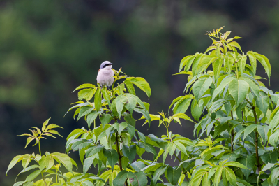 <i class='fa fa-user'></i> jwchess |   Grauwe Klauwier  <i class='fa fa-eye'> 104</i>  <i class='fa fa-thumbs-up'> 3</i>   <i class='fa fa-comment-o'> 16</i>