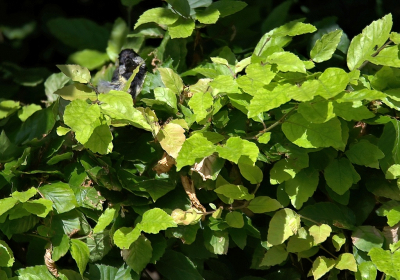 <i class='fa fa-user'></i> RTL |   Koolmees  <i class='fa fa-eye'> 109</i>   <i class='fa fa-comment-o'> 16</i>