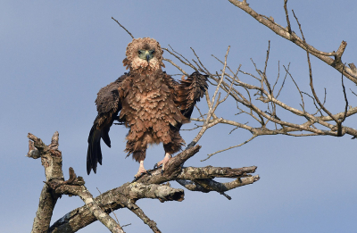 <i class='fa fa-user'></i> Eric Gibcus |   Bateleur  <i class='fa fa-eye'> 452</i>  <i class='fa fa-thumbs-up'> 12</i>   <i class='fa fa-comment-o'> 15</i>