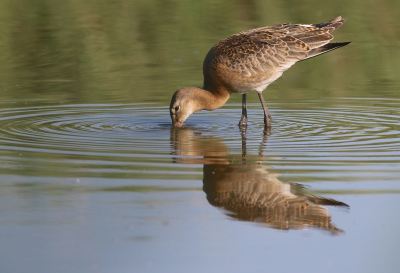 Een jonge grutto aan het foerageren langs de waterkant waar het jonge riet mooi de kleur meegeeft aan de foto.