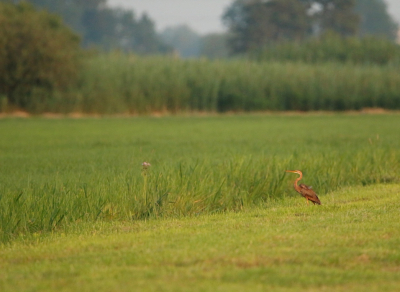 <i class='fa fa-user'></i> Ruben de Bruijn |   Purperreiger  <i class='fa fa-eye'> 129</i>  <i class='fa fa-thumbs-up'> 4</i>   <i class='fa fa-comment-o'> 17</i>