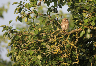 <i class='fa fa-user'></i> kruisje2000 |   Steenuil  <i class='fa fa-eye'> 121</i>  <i class='fa fa-thumbs-up'> 5</i>   <i class='fa fa-comment-o'> 19</i>