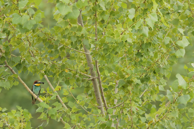 <i class='fa fa-user'></i> thijsglastra |   Bijeneter  <i class='fa fa-eye'> 355</i>  <i class='fa fa-thumbs-up'> 14</i>   <i class='fa fa-comment-o'> 21</i>