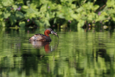 <i class='fa fa-user'></i> Gejo Wassink |   Dodaars  <i class='fa fa-eye'> 107</i>  <i class='fa fa-thumbs-up'> 1</i>   <i class='fa fa-comment-o'> 16</i>