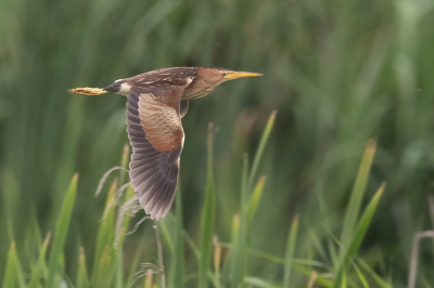 <i class='fa fa-user'></i> Marcel van der Tol |   Woudaap  <i class='fa fa-eye'> 393</i>  <i class='fa fa-thumbs-up'> 23</i>   <i class='fa fa-comment-o'> 13</i>