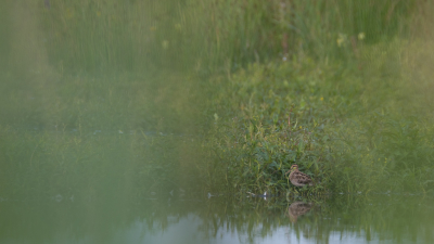 <i class='fa fa-user'></i> Gert-Jan Cromwijk |   Watersnip  <i class='fa fa-eye'> 105</i>   <i class='fa fa-comment-o'> 16</i>