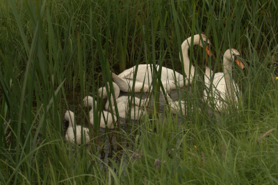 <i class='fa fa-user'></i> erwinhamer |   Knobbelzwaan  <i class='fa fa-eye'> 96</i>   <i class='fa fa-comment-o'> 15</i>