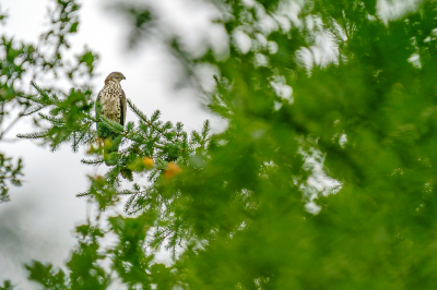 <i class='fa fa-user'></i> GeertN |   Wespendief  <i class='fa fa-eye'> 212</i>  <i class='fa fa-thumbs-up'> 13</i>   <i class='fa fa-comment-o'> 22</i>