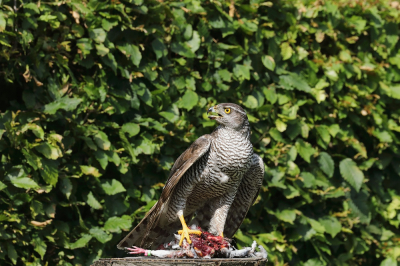 <i class='fa fa-user'></i> hjstukker |   Havik  <i class='fa fa-eye'> 127</i>  <i class='fa fa-thumbs-up'> 1</i>   <i class='fa fa-comment-o'> 21</i>