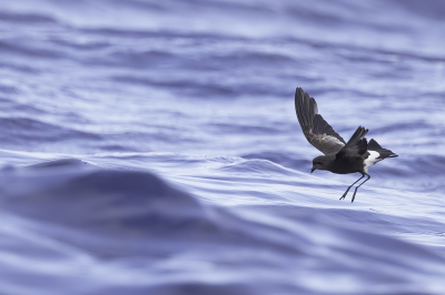 <i class='fa fa-user'></i> Paul van Giersbergen |   Wilsons Stormvogeltje  <i class='fa fa-eye'> 202</i>  <i class='fa fa-thumbs-up'> 3</i>   <i class='fa fa-comment-o'> 1</i>