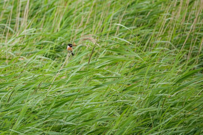 <i class='fa fa-user'></i> jacolienl |   Roodborsttapuit  <i class='fa fa-eye'> 114</i>  <i class='fa fa-thumbs-up'> 4</i>   <i class='fa fa-comment-o'> 20</i>