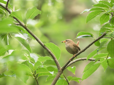 <i class='fa fa-user'></i> Truus Aletta Maan |   Winterkoning  <i class='fa fa-eye'> 91</i>  <i class='fa fa-thumbs-up'> 2</i>   <i class='fa fa-comment-o'> 17</i>