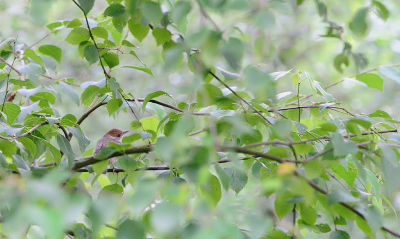 <i class='fa fa-user'></i> josephine |   Zwartkop  <i class='fa fa-eye'> 105</i>   <i class='fa fa-comment-o'> 19</i>