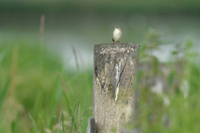 <i class='fa fa-user'></i> Wil Doorn-Meijne |   Rietzanger  <i class='fa fa-eye'> 98</i>  <i class='fa fa-thumbs-up'> 3</i>   <i class='fa fa-comment-o'> 18</i>