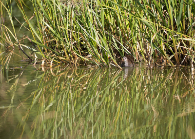 <i class='fa fa-user'></i> Erik van Ark |   Waterhoen  <i class='fa fa-eye'> 88</i>   <i class='fa fa-comment-o'> 16</i>