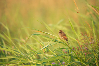 <i class='fa fa-user'></i> Ruud Scherpenisse |   Rietgors  <i class='fa fa-eye'> 98</i>  <i class='fa fa-thumbs-up'> 3</i>   <i class='fa fa-comment-o'> 16</i>