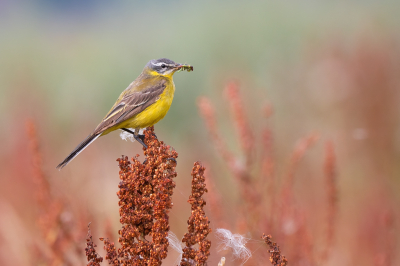 <i class='fa fa-user'></i> Vincent Vuik |   Gele Kwikstaart  <i class='fa fa-eye'> 310</i>  <i class='fa fa-thumbs-up'> 16</i>   <i class='fa fa-comment-o'> 17</i>