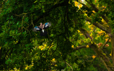 <i class='fa fa-user'></i> Henri Aantjes |   Gaai  <i class='fa fa-eye'> 115</i>   <i class='fa fa-comment-o'> 19</i>