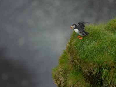 <i class='fa fa-user'></i> anevanrees |   Papegaaiduiker  <i class='fa fa-eye'> 106</i>  <i class='fa fa-thumbs-up'> 1</i>   <i class='fa fa-comment-o'> 17</i>