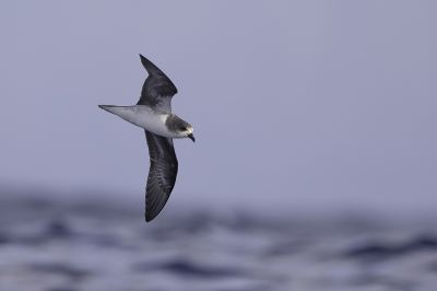 <i class='fa fa-user'></i> Paul van Giersbergen |   Freira  <i class='fa fa-eye'> 253</i>  <i class='fa fa-thumbs-up'> 8</i>   <i class='fa fa-comment-o'> 3</i>