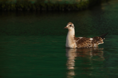 <i class='fa fa-user'></i> Ben Reitsma |   Kokmeeuw  <i class='fa fa-eye'> 87</i>   <i class='fa fa-comment-o'> 16</i>