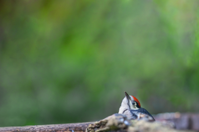 <i class='fa fa-user'></i> Katoo |   Grote Bonte Specht  <i class='fa fa-eye'> 122</i>  <i class='fa fa-thumbs-up'> 7</i>   <i class='fa fa-comment-o'> 18</i>