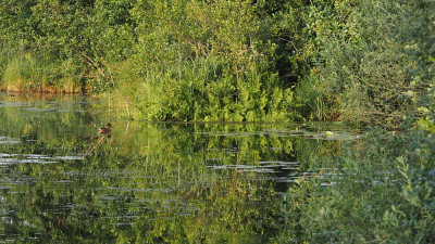 <i class='fa fa-user'></i> corvanspijk |   Wilde Eend  <i class='fa fa-eye'> 102</i>   <i class='fa fa-comment-o'> 18</i>