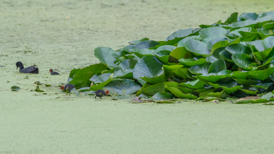 <i class='fa fa-user'></i> Conny Schotanus |   Meerkoet  <i class='fa fa-eye'> 98</i>  <i class='fa fa-thumbs-up'> 2</i>   <i class='fa fa-comment-o'> 19</i>